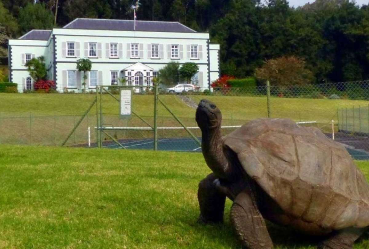 Jonathan es la tortuga m&aacute;s longeva del mundo con 190 a&ntilde;os