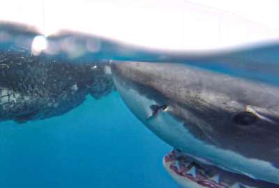 &iexcl;Asombroso hallazgo! El primer tibur&oacute;n blanco registrado cerca de Gal&aacute;pagos