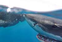 &iexcl;Asombroso hallazgo! El primer tibur&oacute;n blanco registrado cerca de Gal&aacute;pagos