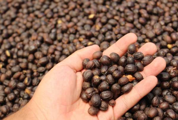 Ecuador registrar&aacute; a m&aacute;s de 100.000 productores de cacao y caf&eacute; para apoyar exportaciones libres de deforestaci&oacute;n a la UE