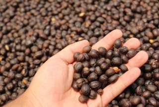 Ecuador registrar&aacute; a m&aacute;s de 100.000 productores de cacao y caf&eacute; para apoyar exportaciones libres de deforestaci&oacute;n a la UE