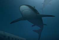 Tibur&oacute;n toro atac&oacute; a un hombre en Florida, Estados Unidos