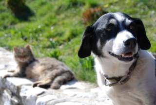 Certificado de salud para salida de mascotas solo lo emitir&aacute;n veterinarios registrados con Agrocalidad