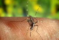¿Qué es el Virus del Nilo Occidental que levantó alertas en Sevilla?