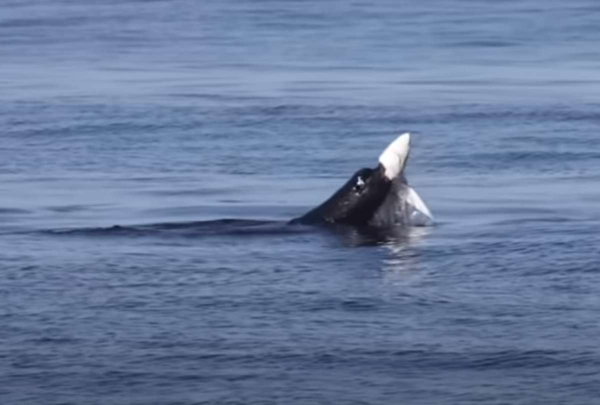 León marino arrancó la mandíbula de un tiburón en las aguas de California