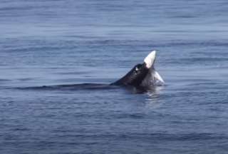 Le&oacute;n marino arranc&oacute; la mand&iacute;bula de un tibur&oacute;n en las aguas de California