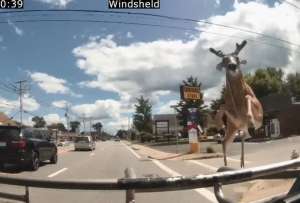 &iquest;C&oacute;mo reaccionaron los pasajeros de un bus ante el ingreso de un ciervo al bus?