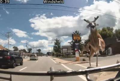 &iquest;C&oacute;mo reaccionaron los pasajeros de un bus ante el ingreso de un ciervo al bus?