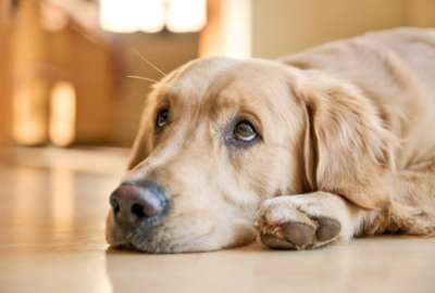  El noble gesto de varios perritos que acompa&ntilde;aron a su compa&ntilde;ero durante un ataque de epilepsia ha conmovido a miles de usuarios en redes sociales.