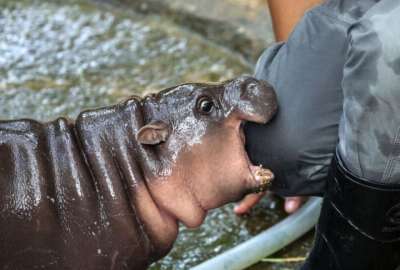 Las redes sociales est&aacute;n llenas de im&aacute;genes y videos de la peque&ntilde;a hipop&oacute;tamo pigmeo que vive en un zool&oacute;gico de Bangkok.