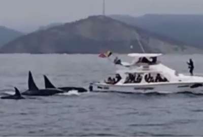 Ballenas asesinas fueron vistas en Puerto L&oacute;pez