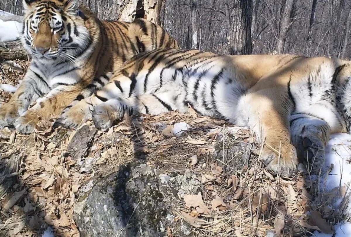 Boris desafi&oacute; las expectativas al cruzar bosques rusos para reunirse con Svetlaya.