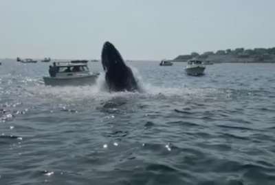 Una ballena golpe&oacute; con su cuerpo un peque&ntilde;o bote de pesca