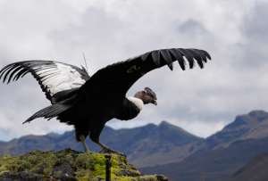 El cóndor andino &quot;Valentino&quot; fue liberado por el Ministerio de Ambiente. 