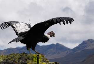 "Valentino", el c&oacute;ndor andino que vuelve a los cielos de Ecuador