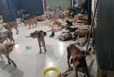 Decenas de perros fueron llevados a un refugio para protegerlos del paso del Hurac&aacute;n Beryl en M&eacute;xico.