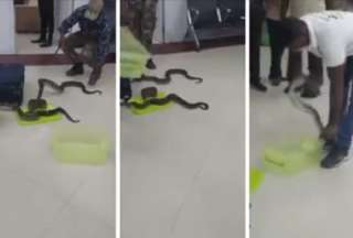 Encuentran 22 serpientes en el equipaje de una mujer en India