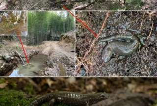 En un bosque de bamb&uacute; de China hallan rara criatura can&iacute;bal