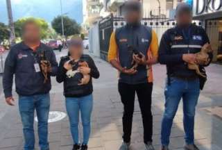 Quito: rescatan a ocho animales en venta tras operativo de control