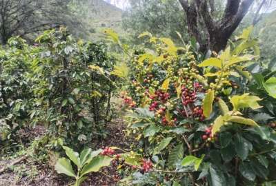 Los cafetales de Caf&eacute; Hidalgo crecen en la hacienda &lsquo;El Sitio&rsquo;, en Guayllabamba, entre microclimas &uacute;nicos y vegetaci&oacute;n andina.