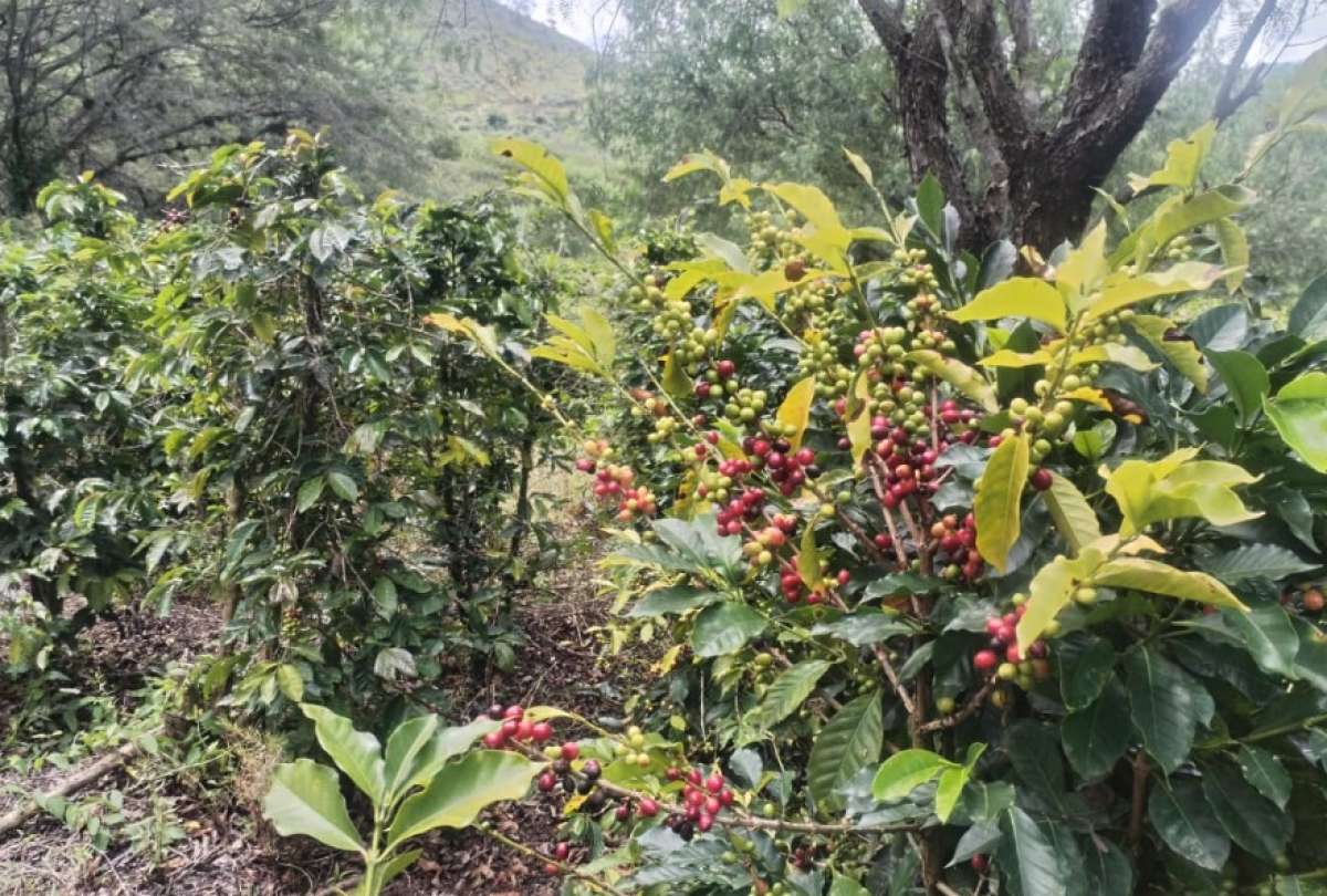 Los cafetales de Café Hidalgo crecen en la hacienda ‘El Sitio’, en Guayllabamba, entre microclimas únicos y vegetación andina.