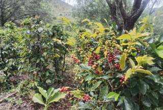Caf&eacute; Hidalgo y Caf&eacute;Lab: del grano en Guayllabamba a tu taza en Quito