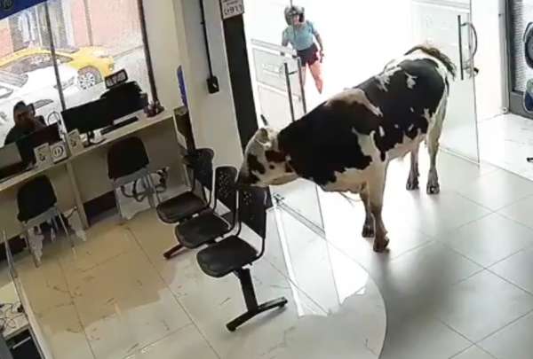 Una vaca pasea por el centro de Loja y entra a un edificio ante la mirada de los transe&uacute;ntes