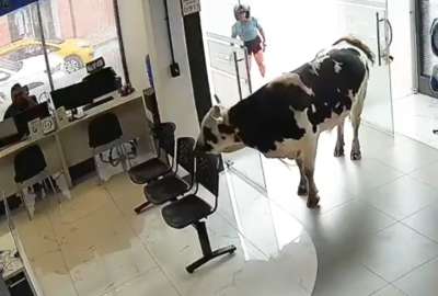 Una vaca pasea por el centro de Loja y entra a un edificio ante la mirada de los transe&uacute;ntes