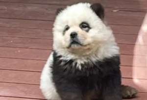 Uno de los 'perros panda' del zool&oacute;gico de China