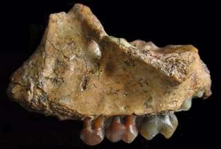Un peque&ntilde;o simio llena un vac&iacute;o en la evoluci&oacute;n de los primates