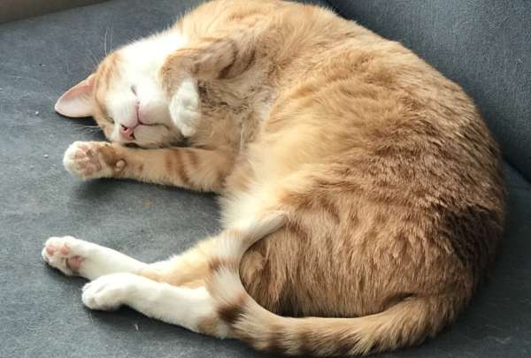 Un reciente estudio sobre el comportamiento felino revel&oacute; que la mayor&iacute;a de los gatos dom&eacute;sticos prefieren dormir recostados sobre su lado izquierdo. Un 65 % de los gatos analizados, mostr&oacute; esta tendencia, lo que podr&iacute;a estar ligado a un mecanismo evolutivo para vigilar mejor el entorno.