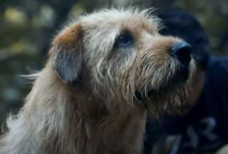 En 2024 se estrenar&aacute; la historia de Arthur, el perro ecuatoriano