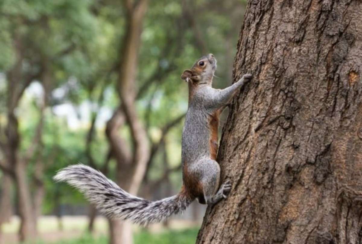 Seg&uacute;n los especialistas de Yuk&oacute;n, el animal tiene cerca de 3.000 a&ntilde;os y se conserv&oacute; en perfecto estado gracias al hielo.