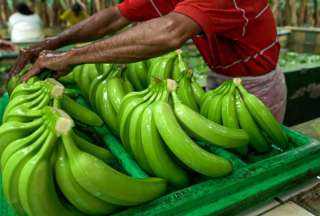 Ecuador crece 30,7 % en exportaciones agropecuarias en 2025