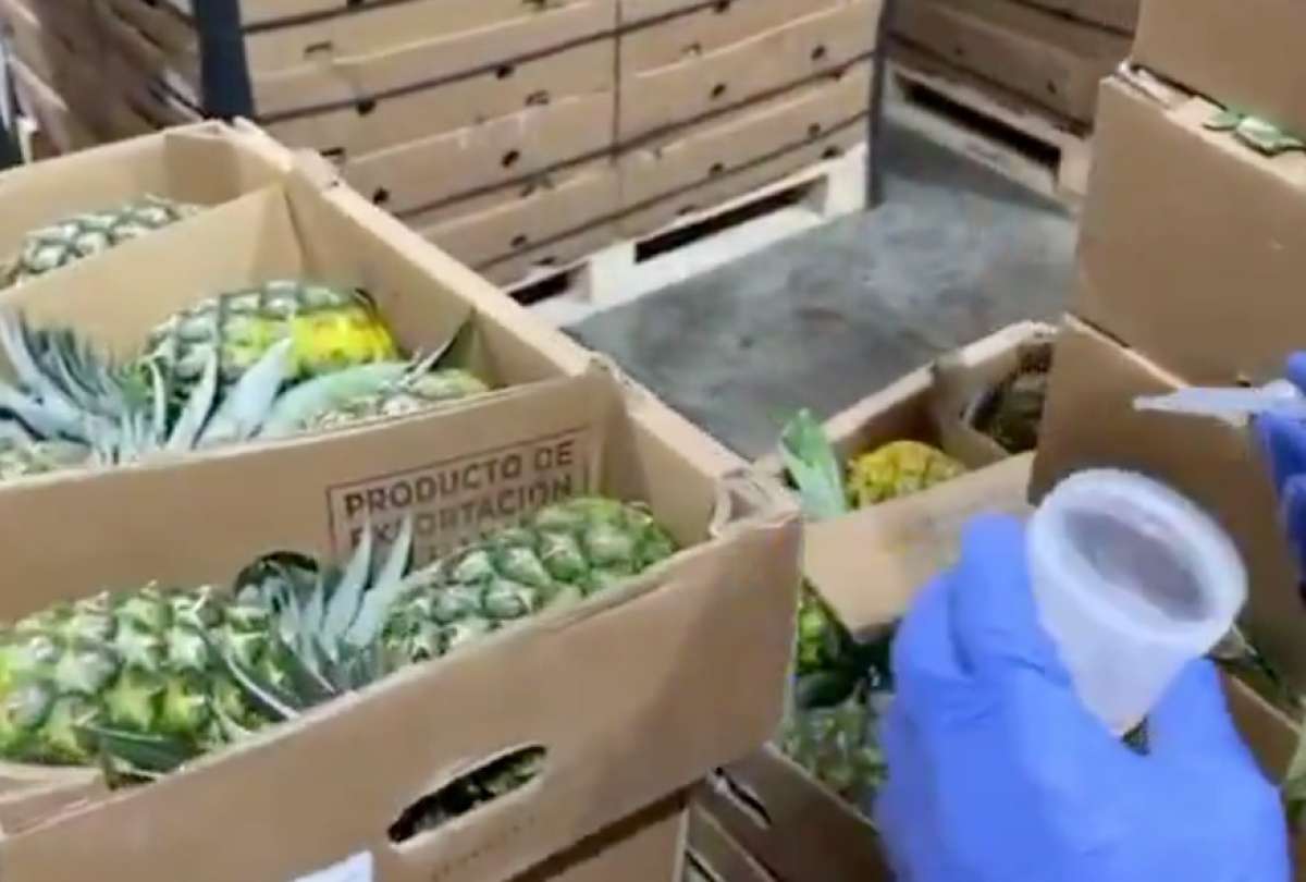 250 kilos de cocaína fueron decomisados en piñas de exportación en un puerto marítimo de Guayaquil.