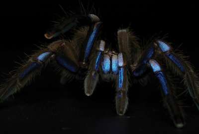 Descubren una especie nueva de tar&aacute;ntula en Tailandia 