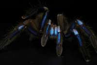 Descubren una especie nueva de tarántula en Tailandia