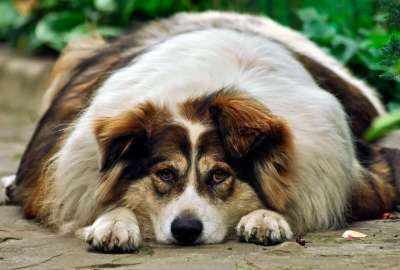 Una nueva investigaci&oacute;n en Reino Unido estudia la frecuencia y los factores de riegos de hipotiroidismo en perros.
