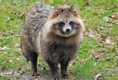 Perro Mapache posible origen de la pandemia de Covid-19, seg&uacute;n la OMS