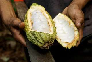 El precio de la tonelada m&eacute;trica de cacao super&oacute; los USD 11.000