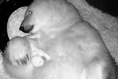 Naci&oacute; una cr&iacute;a de oso polar, la primera en Am&eacute;rica Latina. 