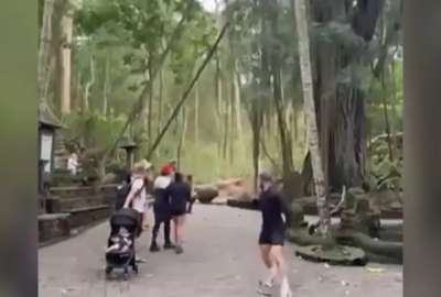 Un video captó la caída de un árbol en el Bosque de los Monos, en Bali.