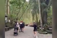 Un video capt&oacute; la ca&iacute;da de un &aacute;rbol en el Bosque de los Monos, en Bali. 