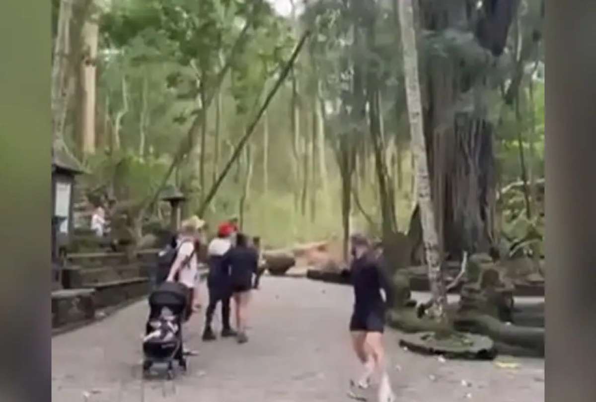 Un video capt&oacute; la ca&iacute;da de un &aacute;rbol en el Bosque de los Monos, en Bali. 