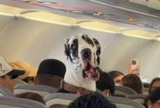 Gran dan&eacute;s se vuelve viral tras viajar como pasajero en avi&oacute;n en M&eacute;xico