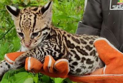 Polic&iacute;a Nacional recibi&oacute; el r&eacute;cord mundial por el mayor n&uacute;mero de especies de vida silvestre rescatadas
