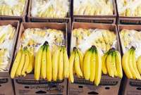 Las exportaciones de banano se han fortalecido, tras las relaciones entre China y Ecuador.