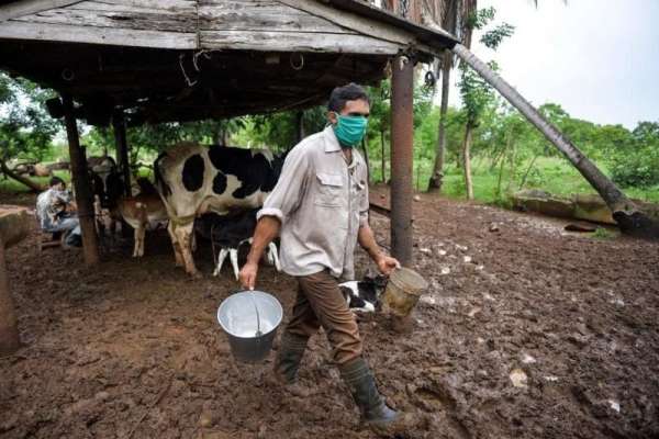 Los precios de la leche para los ganaderos es bajo. 