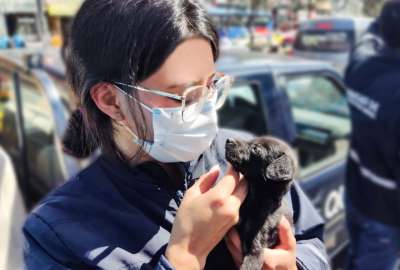 La venta informal de animales de compa&ntilde;&iacute;a contraviene la Ordenanza 019 del Municipio de Quito.