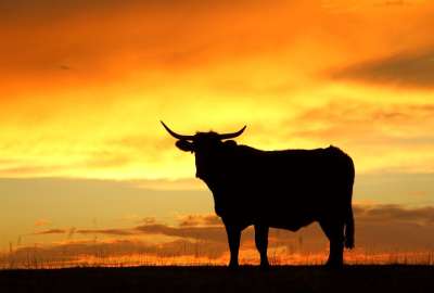 Un toro mat&oacute; al carnicero de la plaza Murcia